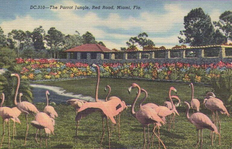 Historical postcard of The Parrot Jungle.