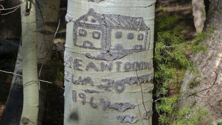 Arborglyph carving of a house on a tree in Idaho.