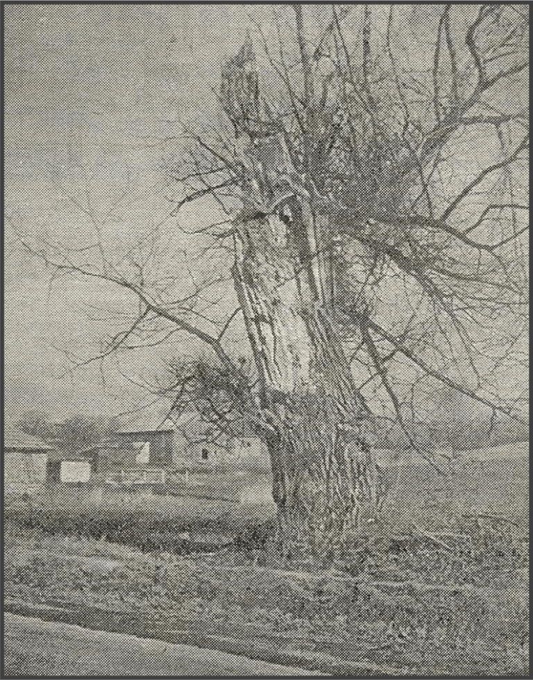 From the Buffalo Courier Express, ca. 1940s.